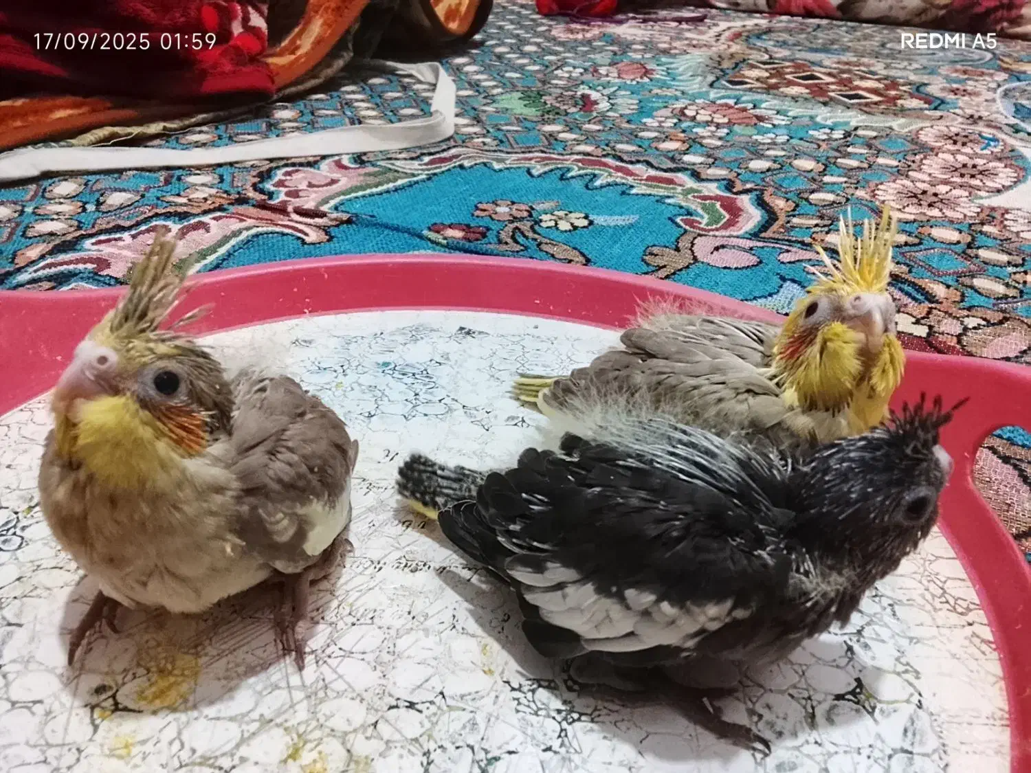 جوجه نرمه خور عروس هلندی|پرنده|بندر کنگان, |دیوار