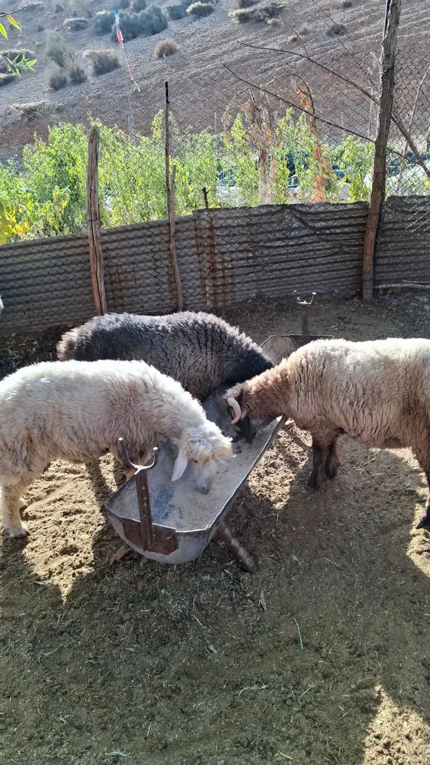 بره نر و قوچ|حیوانات مزرعه|شیراز, محمدیه|دیوار