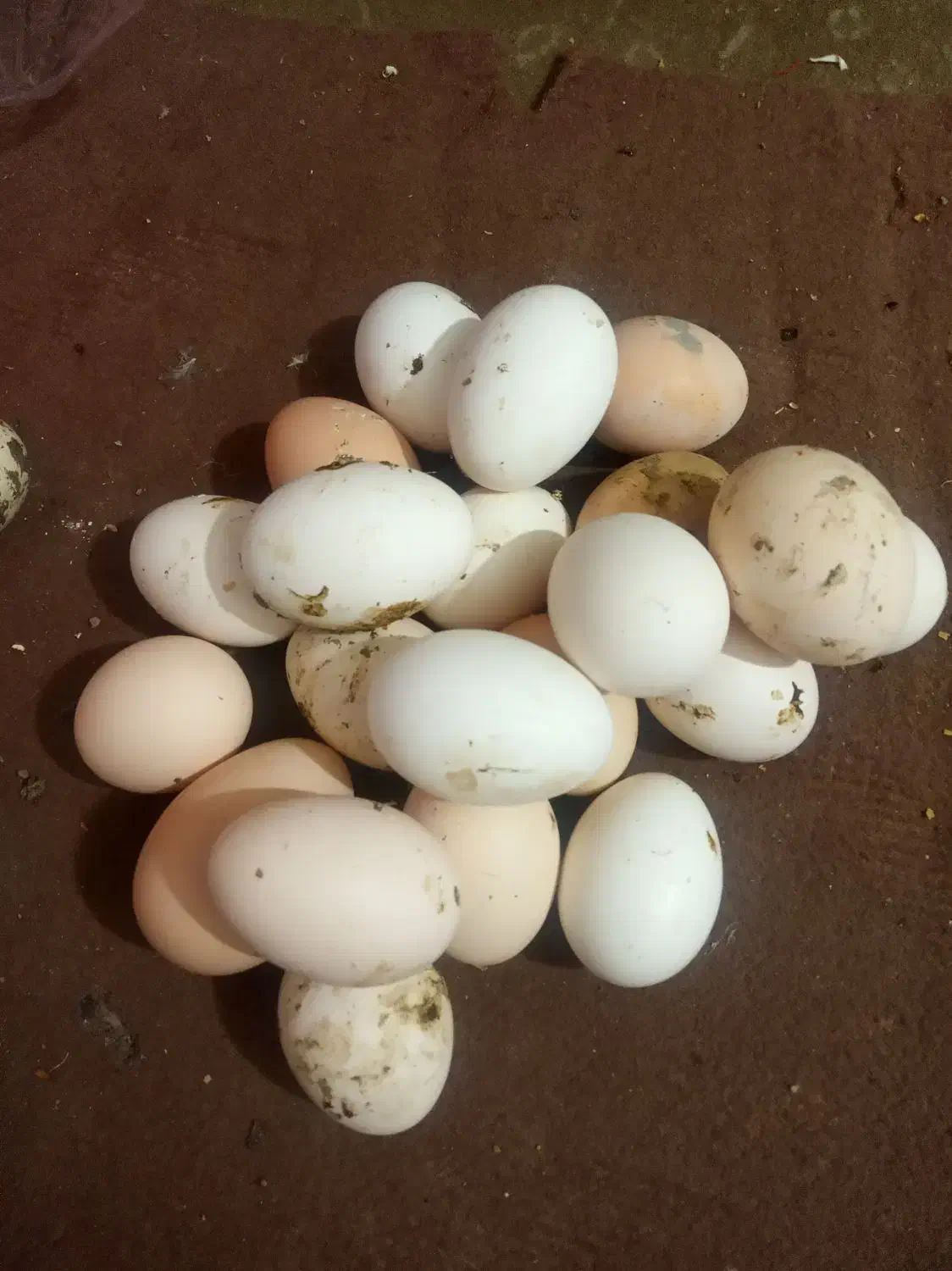 تخم مرغ رسمی تازه|خوردنی و آشامیدنی|کرج, کمال‌شهر|دیوار