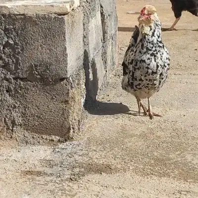 تخم نطفه دار گلین|حیوانات مزرعه|کرمانشاه, |دیوار