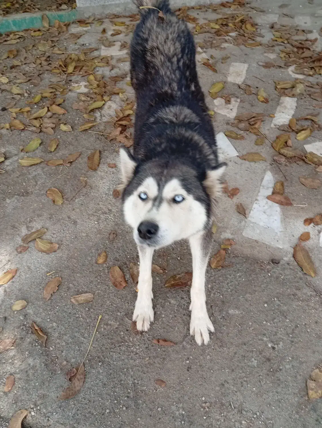 سگ هاسگی|سگ|ارومیه, |دیوار