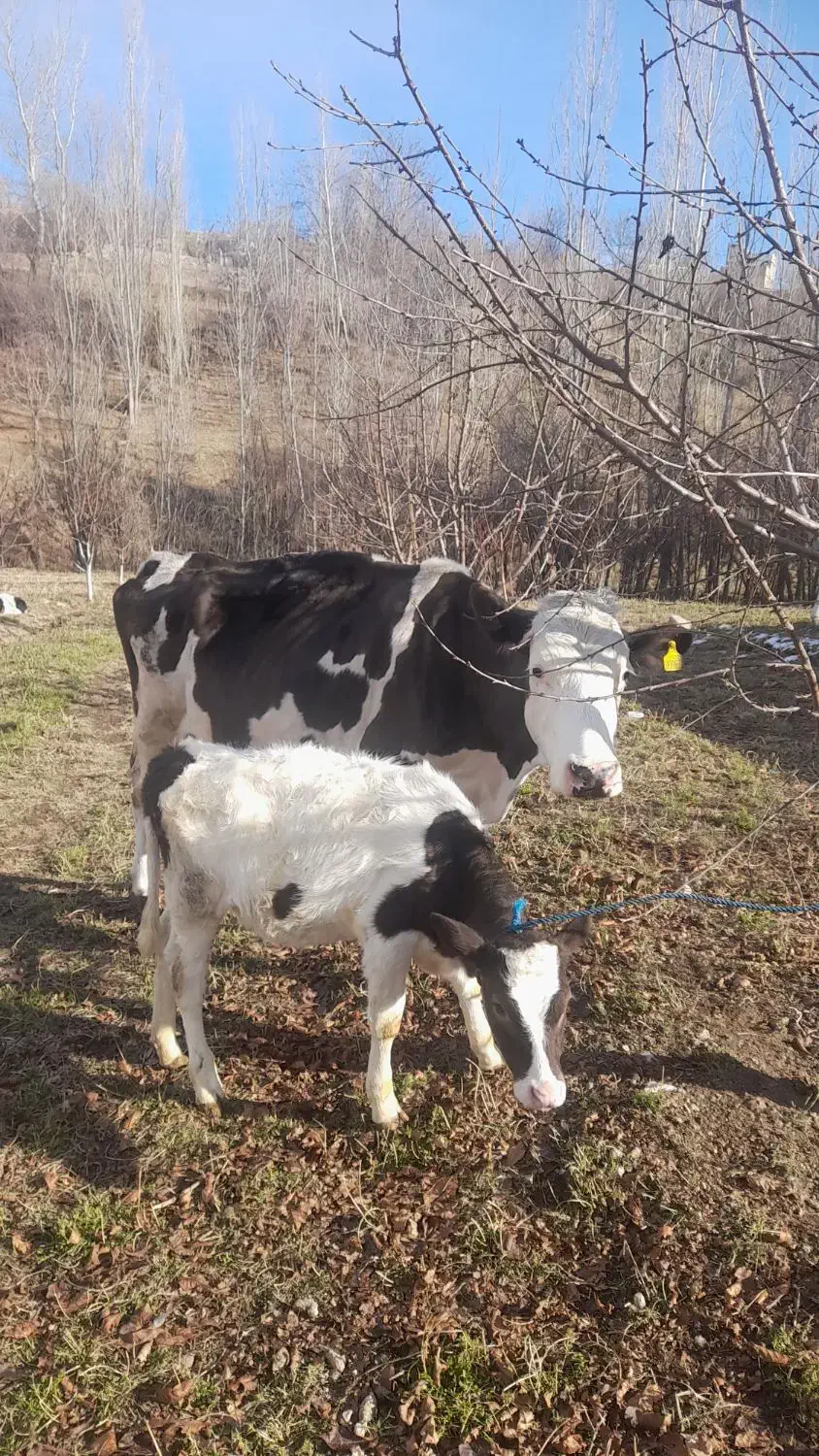 گاو باگوساله ماده|حیوانات مزرعه|مشگین شهر, |دیوار