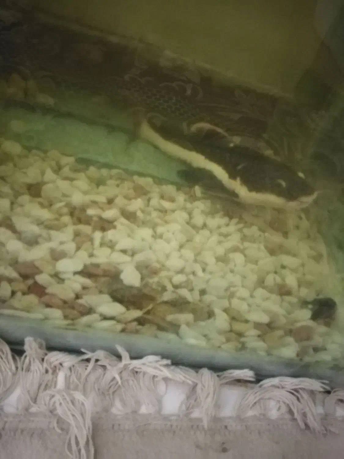 ماهی ردتیل|ماهی|بندرعباس, |دیوار