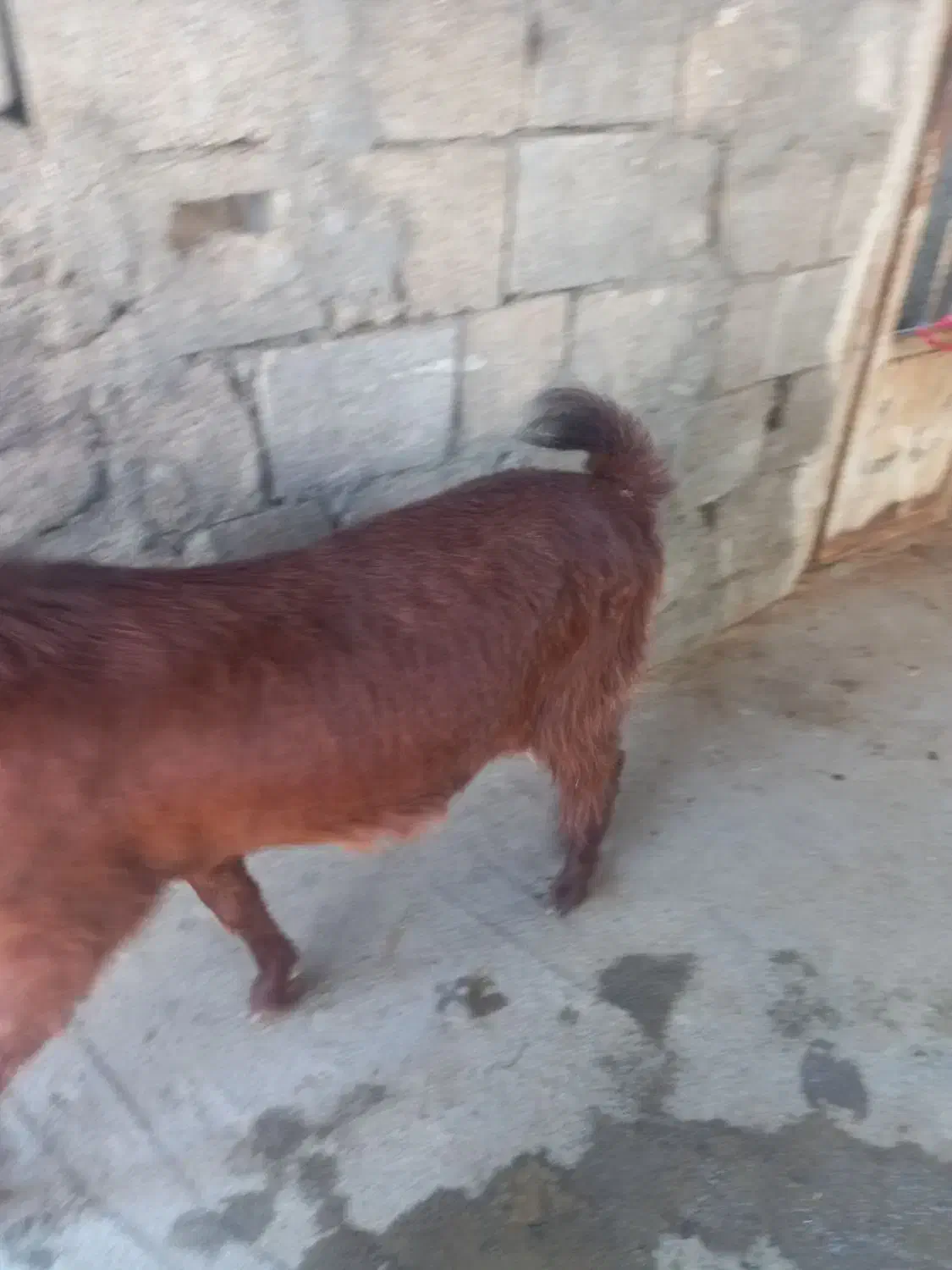 سه تا بز خوب در خونه ای|حیوانات مزرعه|خورموج, |دیوار