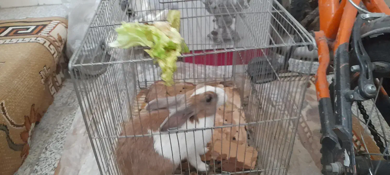 خرگوش خوشگل وباهوش وبازیگوش|موش و خرگوش|اصفهان, شهید رجایی|دیوار