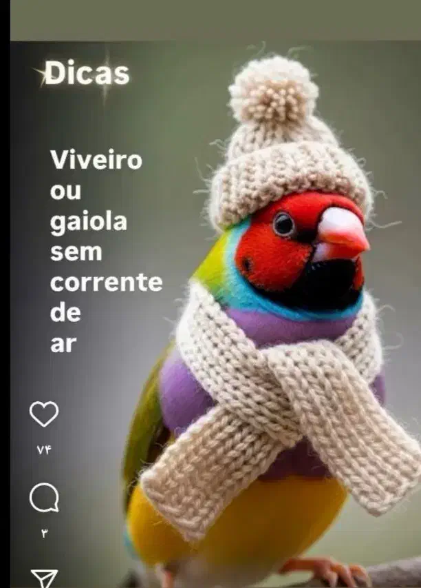 فنچ گلدین و بنگالی|پرنده|کرمان, |دیوار