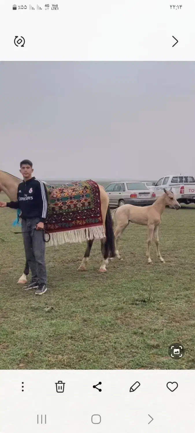 اسب ترکمن|اسب و تجهیزات اسب‌سواری|کلاله, |دیوار