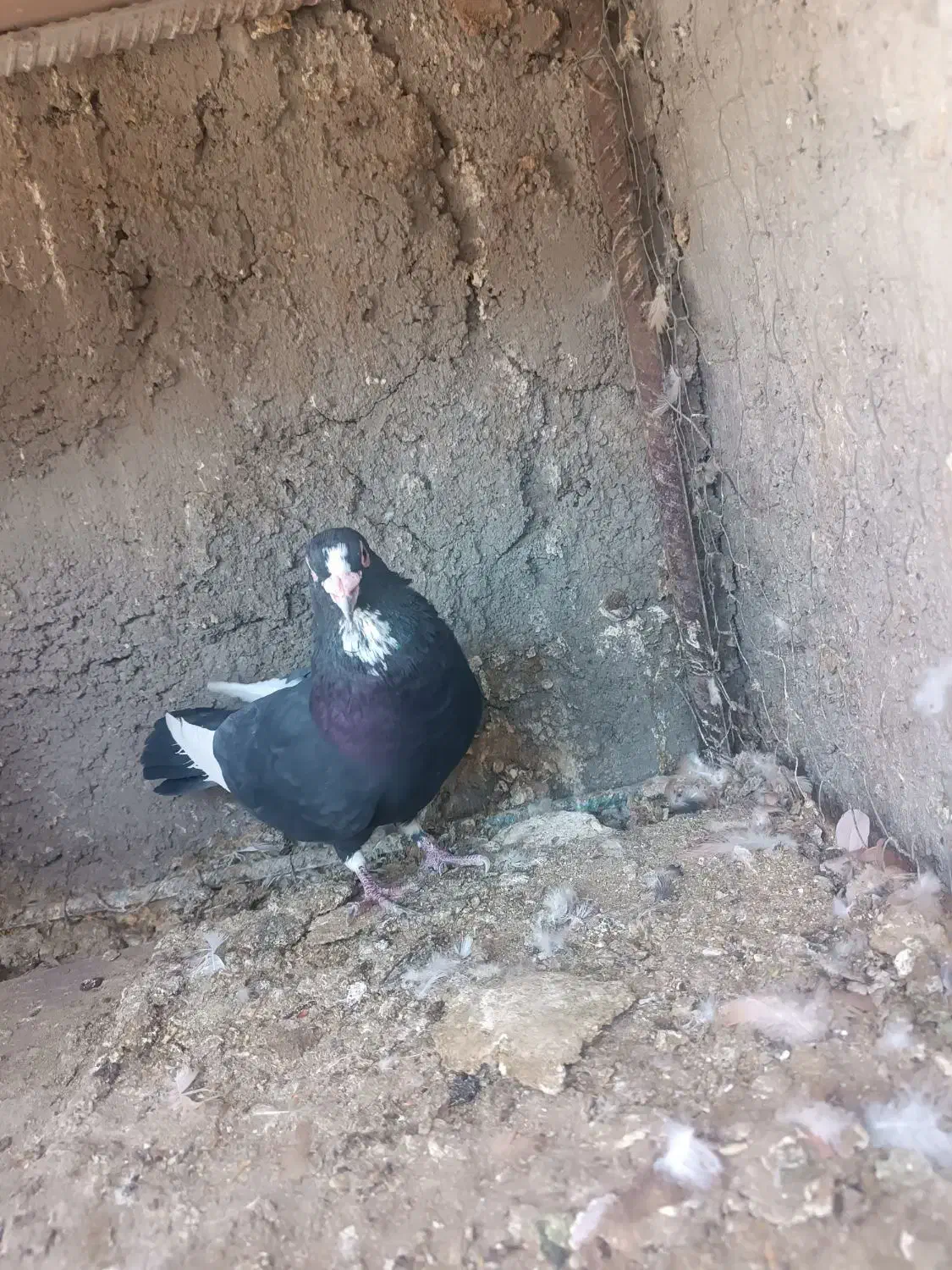 دوتا نر|پرنده|زرند, |دیوار