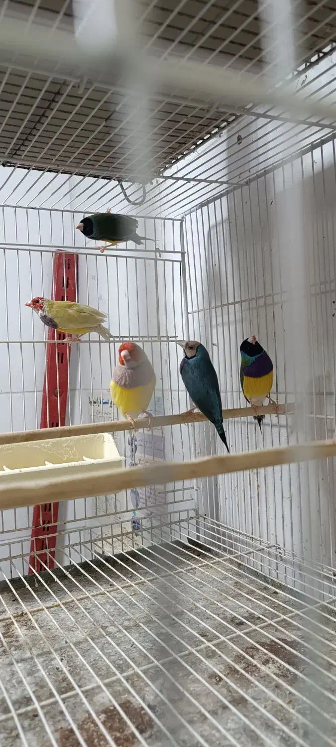 فنچ گلدین|پرنده|ساری, |دیوار