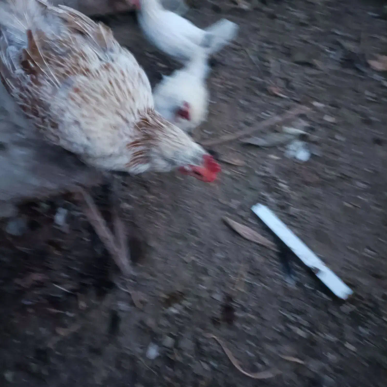 فروش سه عدد مرغ محلی وبوقلمون|حیوانات مزرعه|عطاملک, |دیوار