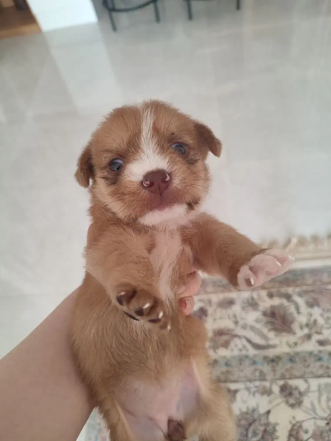 واگذاری پت|سگ|رشت, فلسطین|دیوار