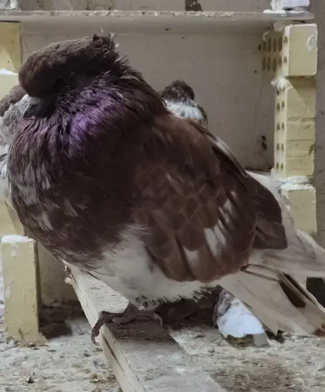 کبوتر سر کله دار|حیوانات|گرگان, |دیوار