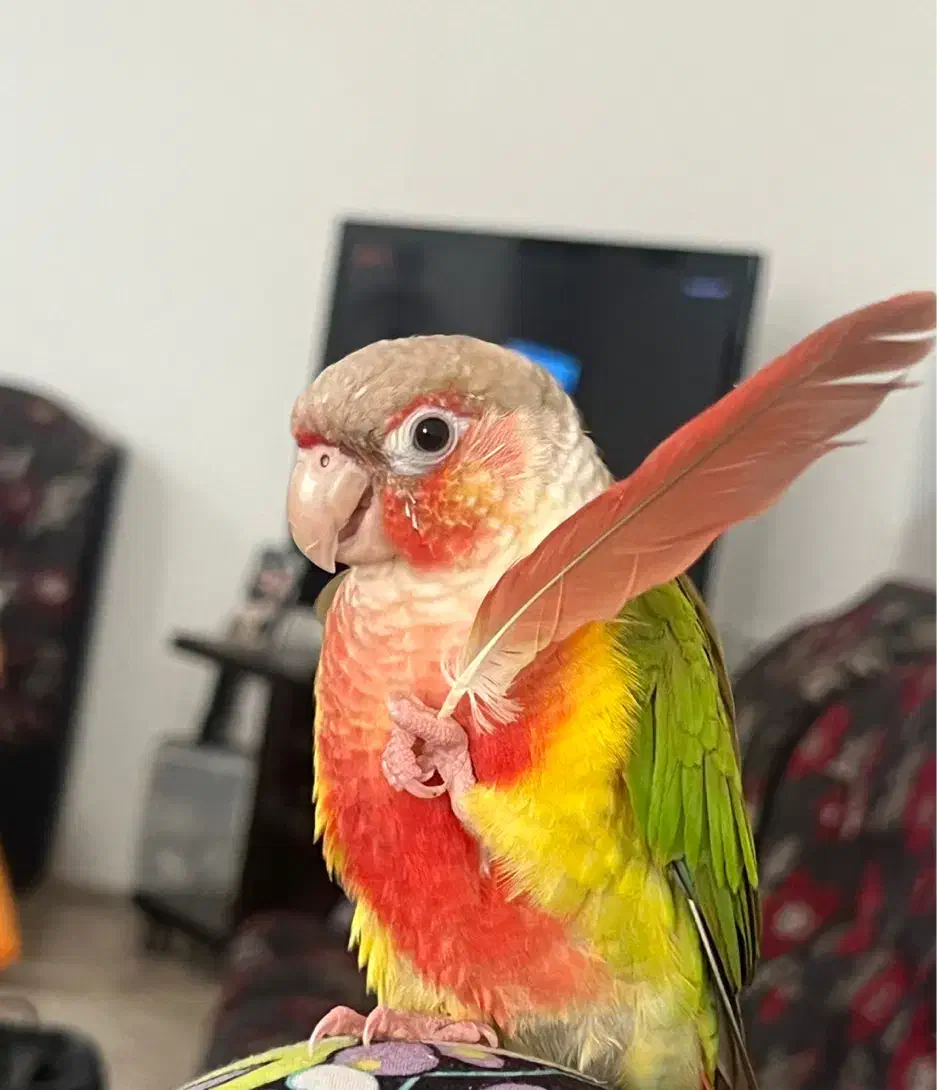 پرنده گم‌شده|حیوانات|بندر انزلی, بشمن|دیوار