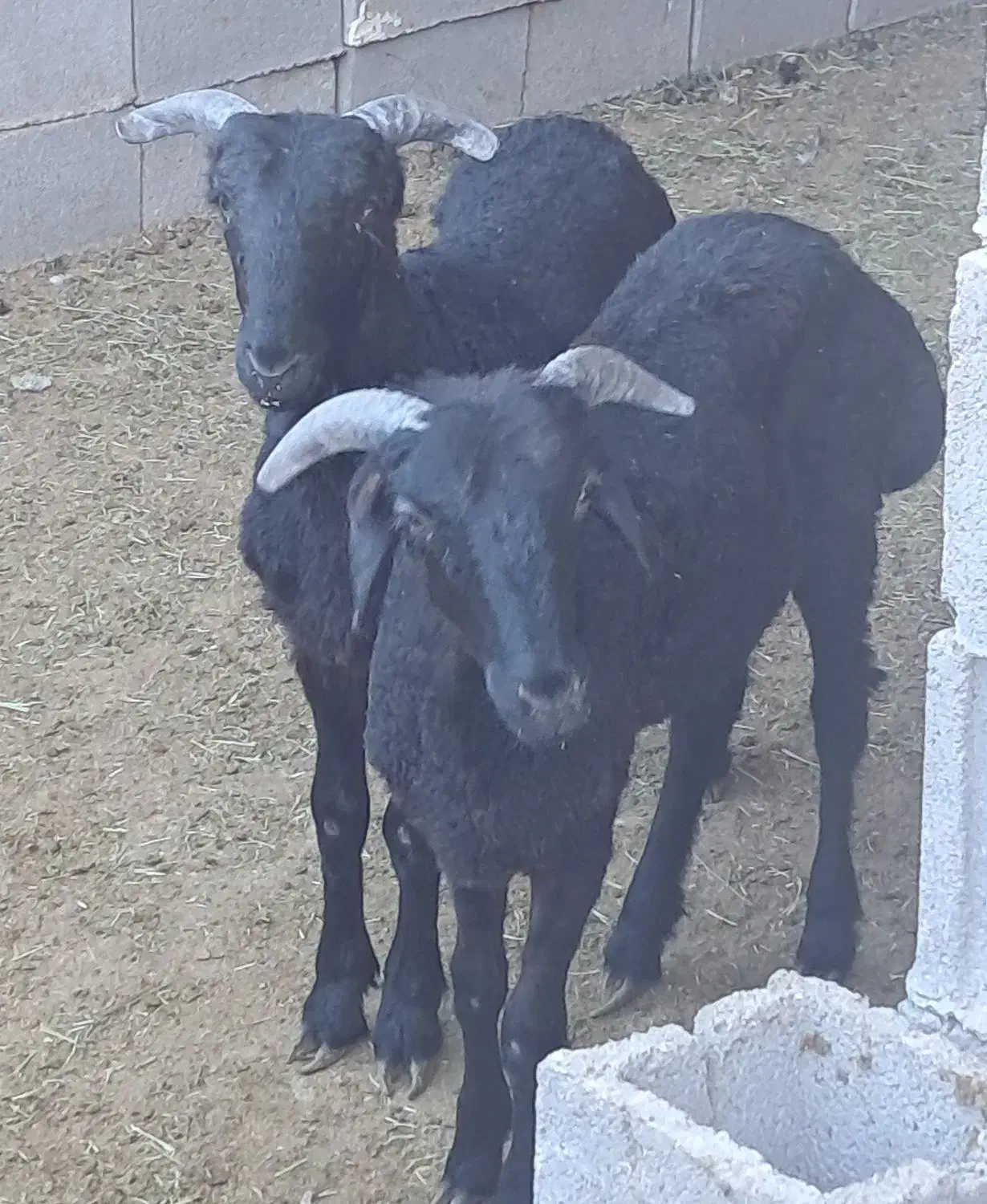 ۸ راس بره نر عروسک|حیوانات مزرعه|داراب, |دیوار