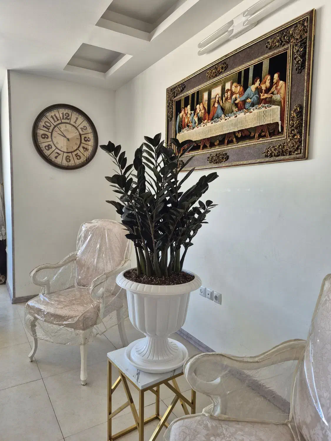 گل زاموفیلیا سوپر بلک|گل و گیاه طبیعی|شیراز, شهرک مفتح|دیوار