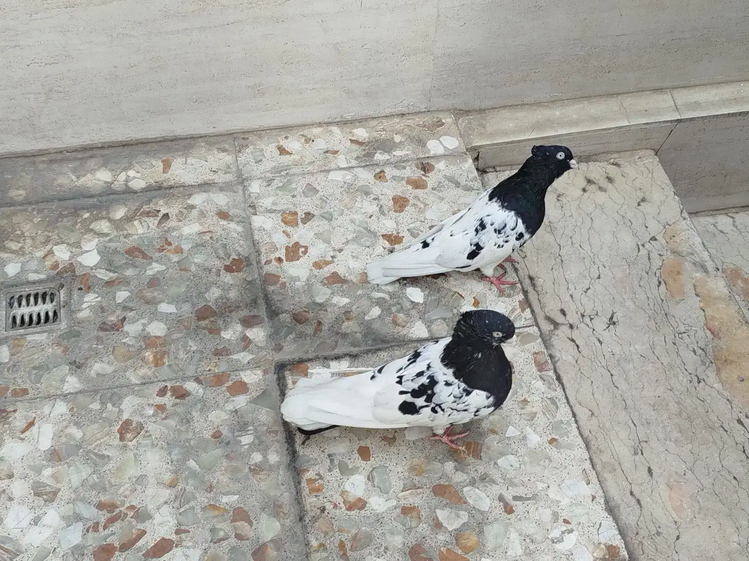 کله سیاه درجه یک|پرنده|اهواز, بیست متری شهدا|دیوار