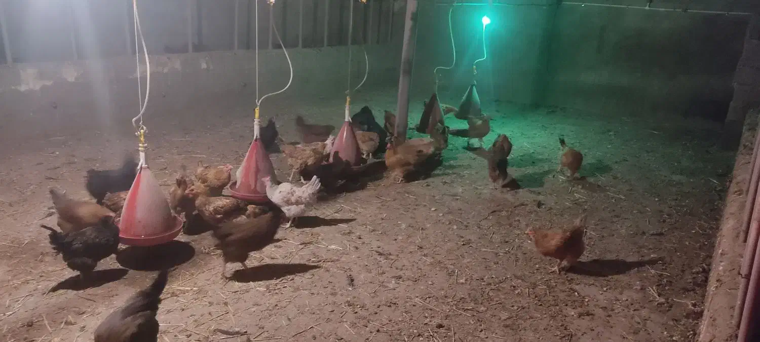 مرغ تخم گذار|حیوانات مزرعه|نقده, |دیوار