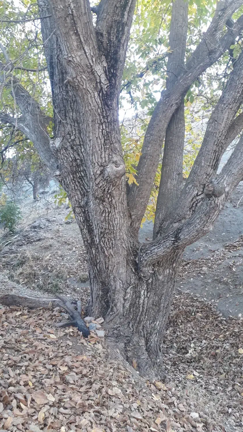 چوب گردو فروشی|گل و گیاه طبیعی|سنقر, |دیوار