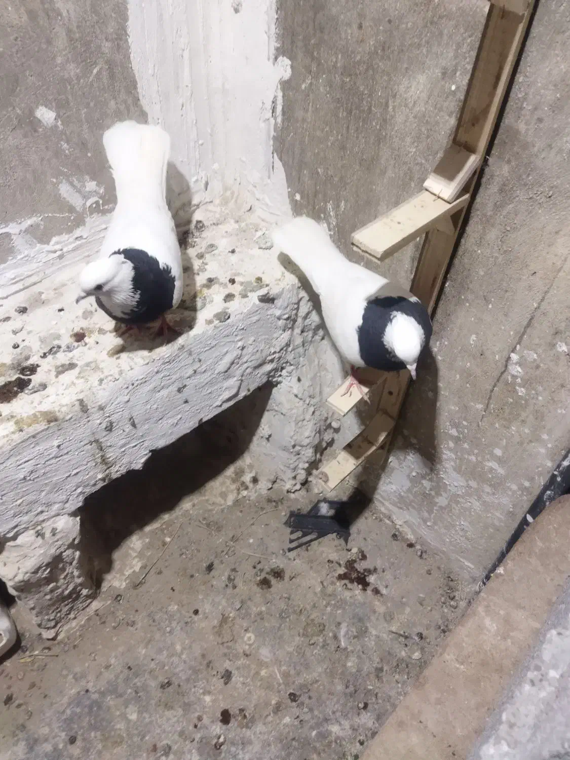 کبوتر طوقی|پرنده|شیروان (خراسان), |دیوار