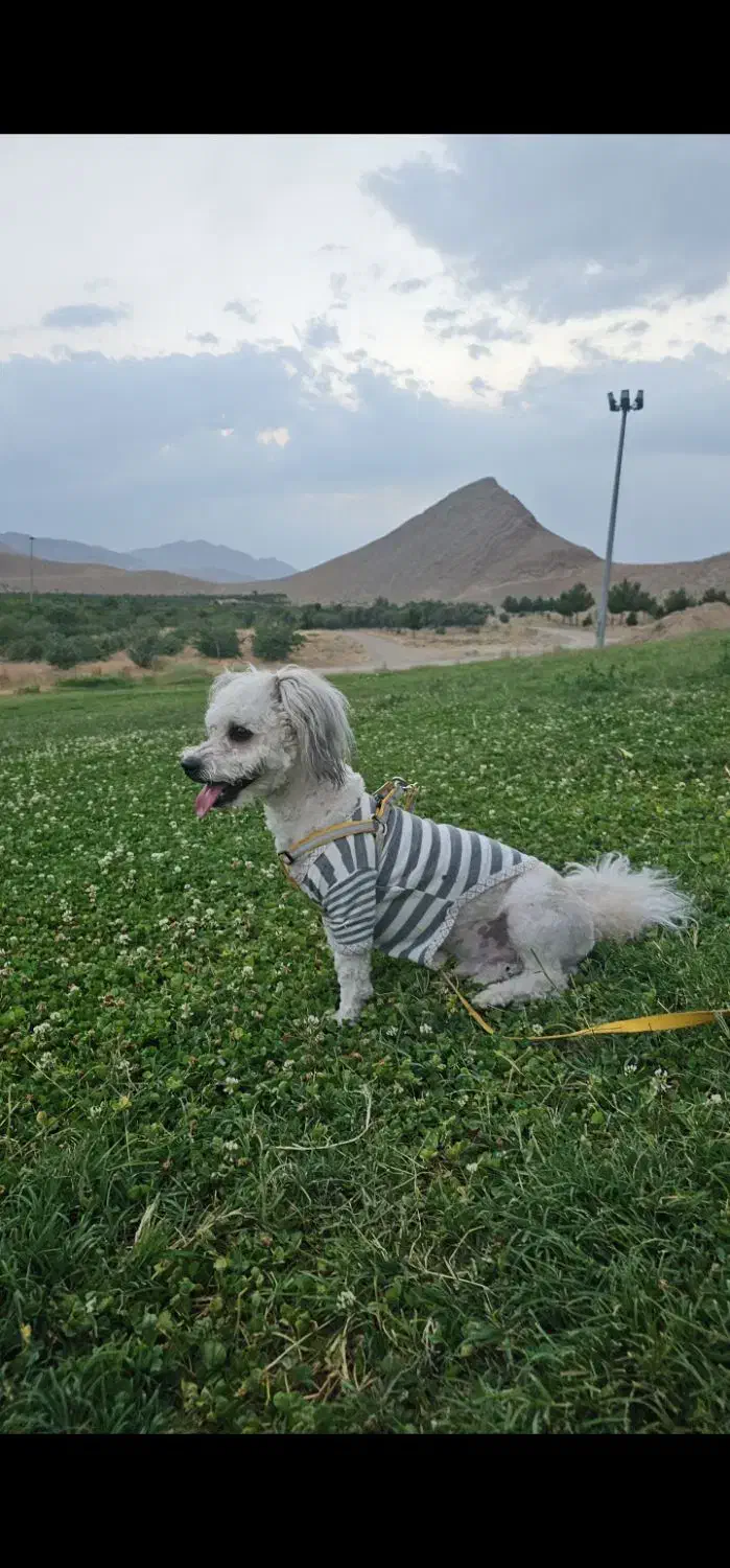 گمشده|حیوانات|فولادشهر, A2|دیوار