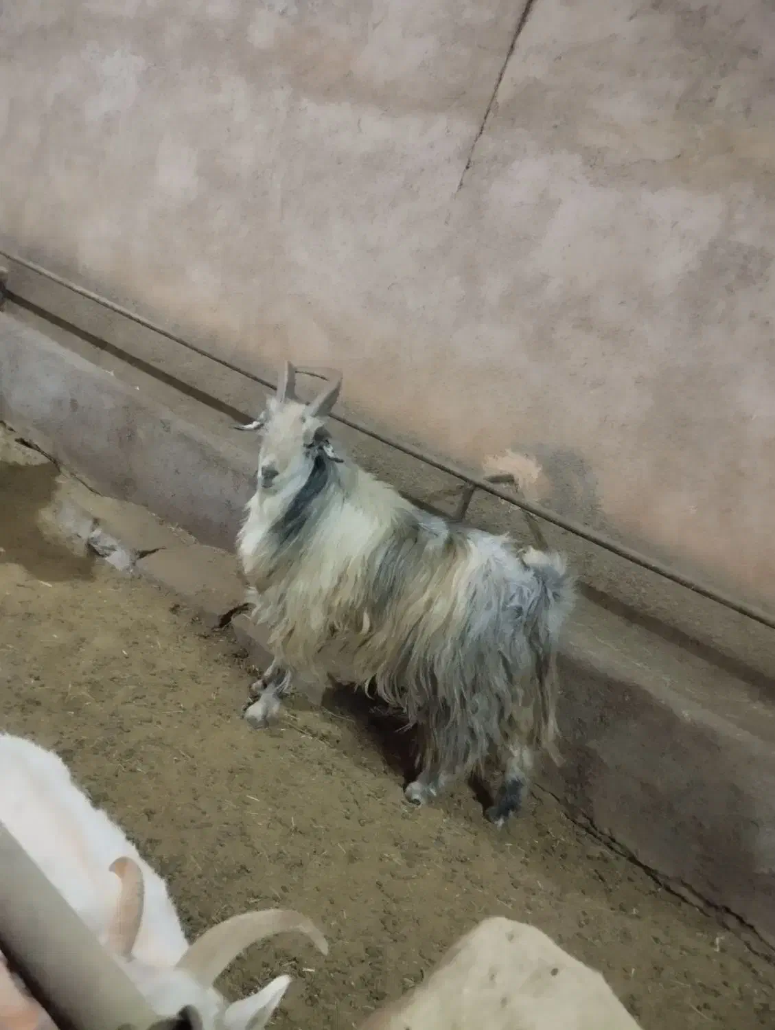 بزغاله دبری ،بز،میش|حیوانات مزرعه|داران, |دیوار