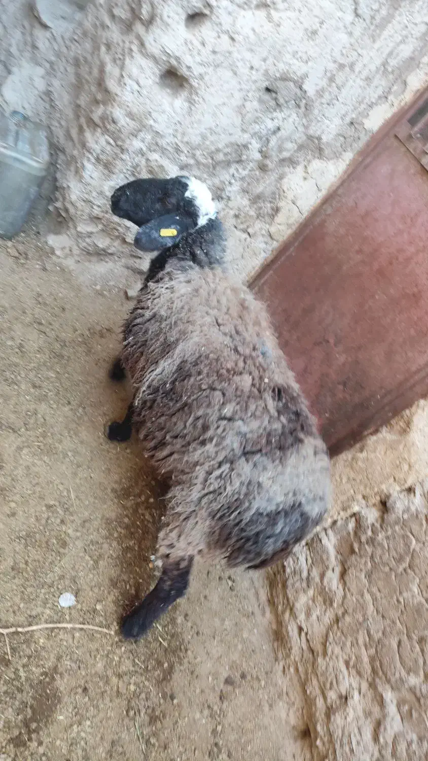 میش آبستن|حیوانات مزرعه|قهستان, |دیوار