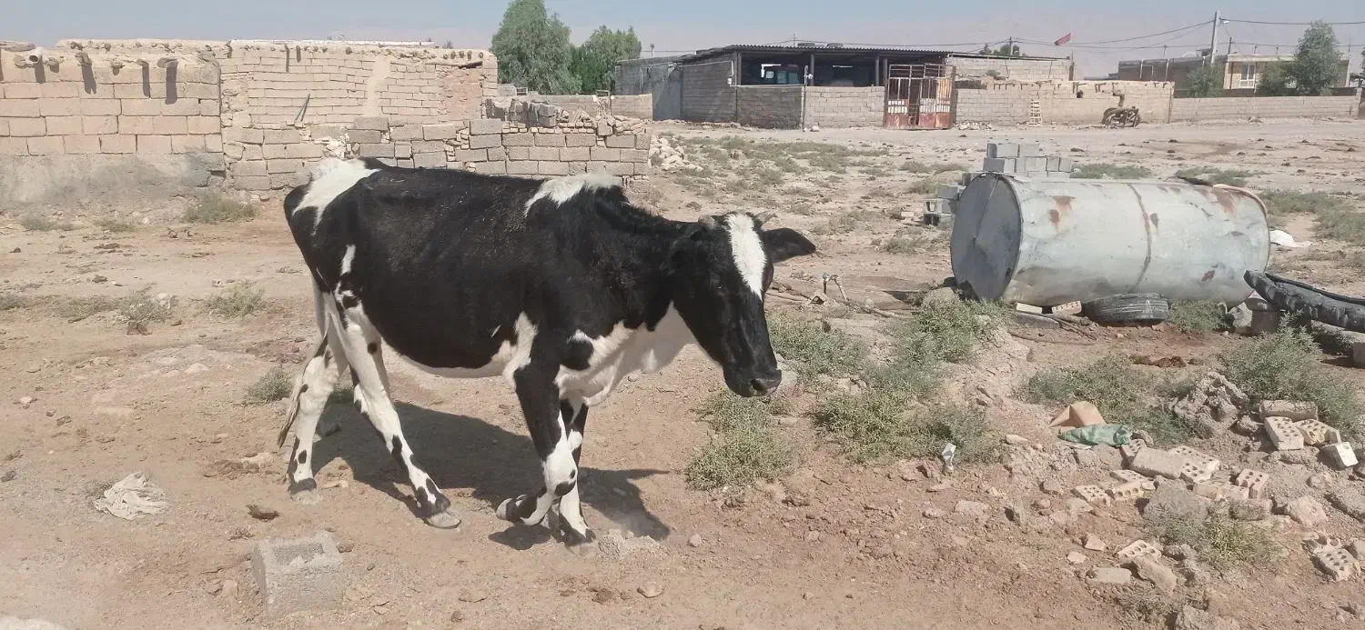 گاو فروشی|حیوانات مزرعه|دهلران, |دیوار