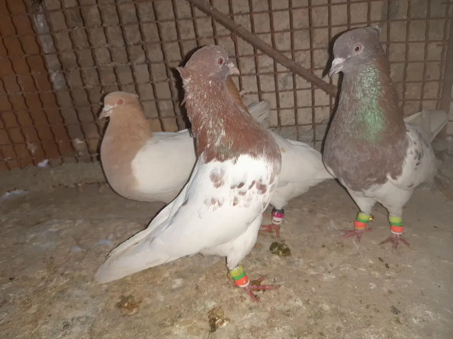 کبوتر کله ای|پرنده|لامرد, |دیوار