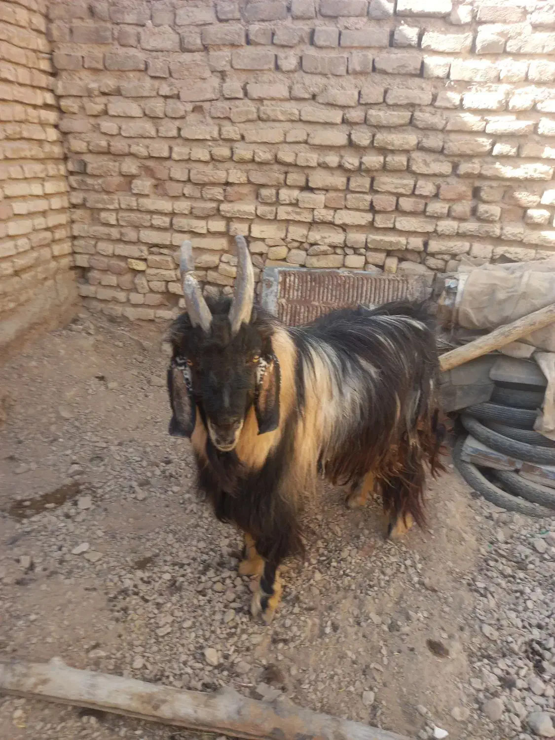 دبر بزری|حیوانات مزرعه|مرودشت, نقش رستم|دیوار