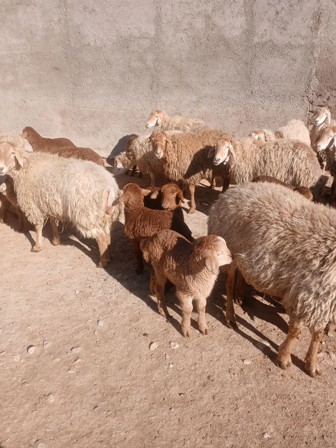 میش|حیوانات مزرعه|دوتپه, |دیوار