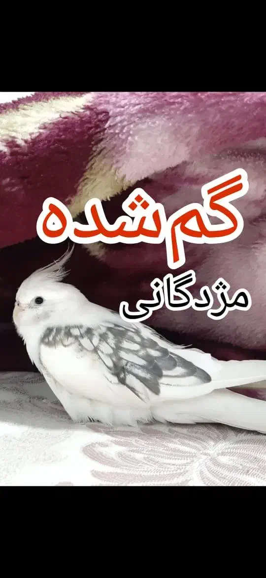 عروس هلندی گمشده سفید دستی محدوده برازنده الهیه|حیوانات|اصفهان, الهیه|دیوار