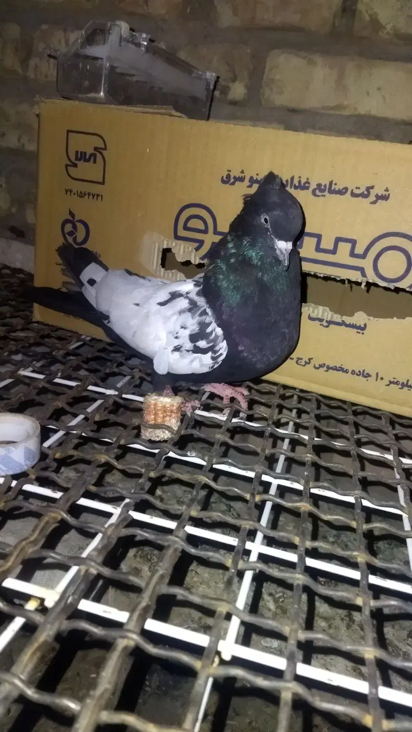 سینه نر|پرنده|داراب, |دیوار