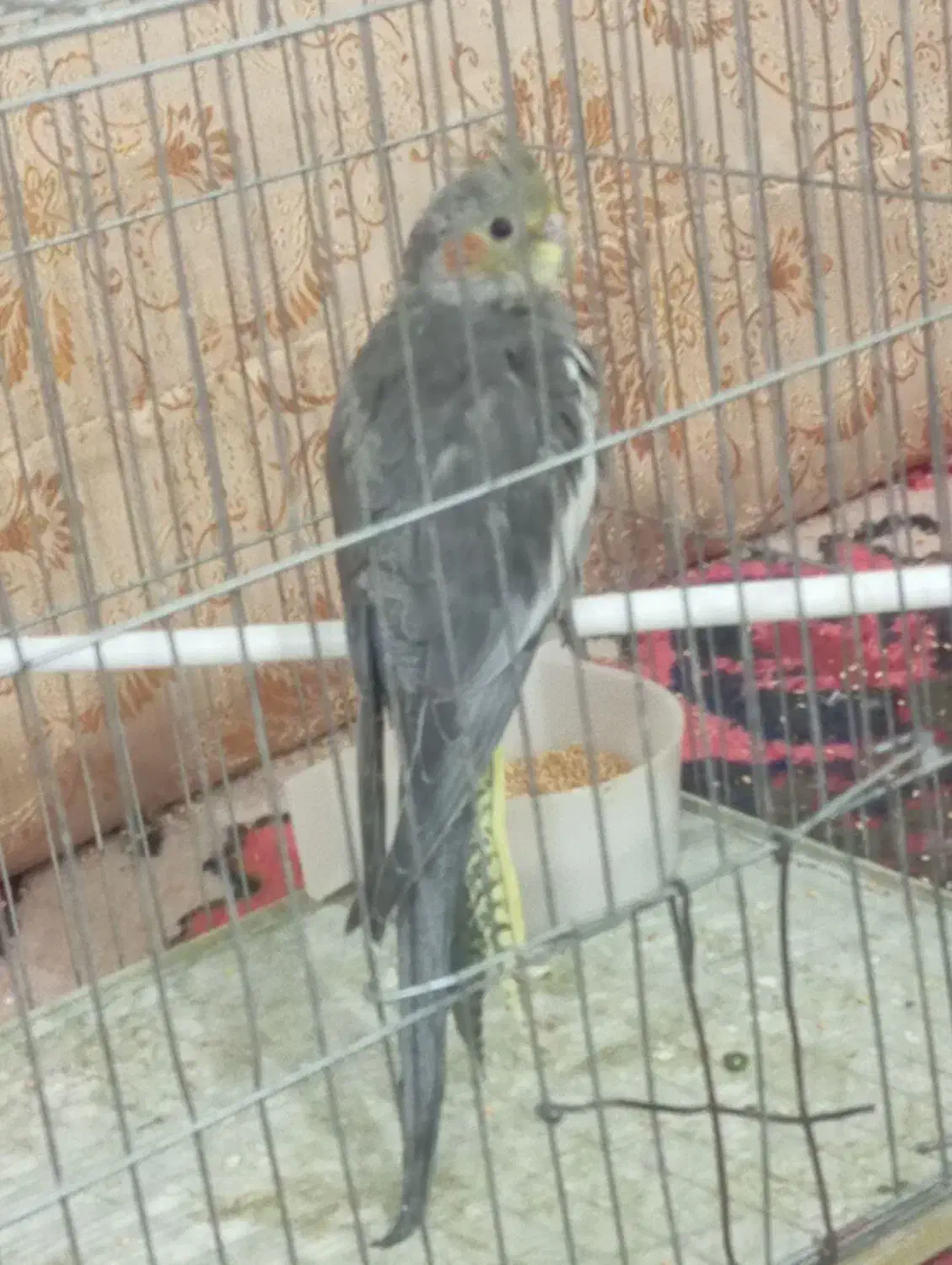 جوجه عروس هلندی سینامون ماده|پرنده|اهر, |دیوار