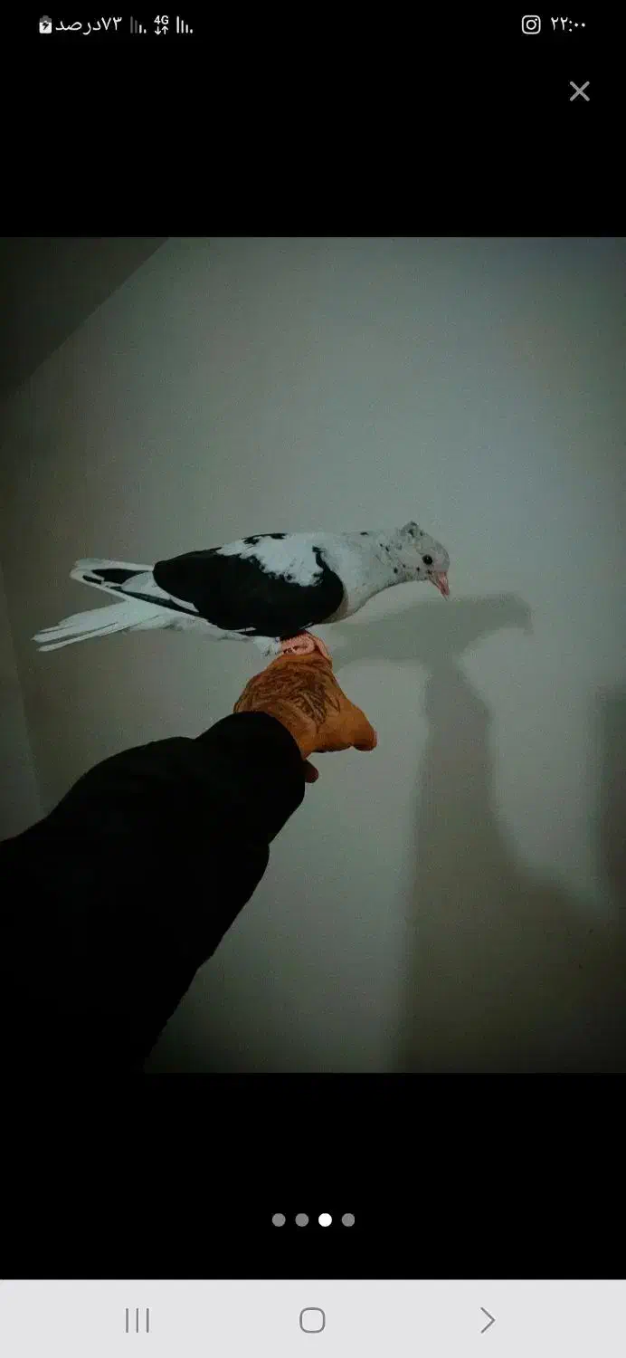 اشپیتز پامر با کبوترم معاوضه میکنم|سگ|سبزوار, قصبه غربی|دیوار