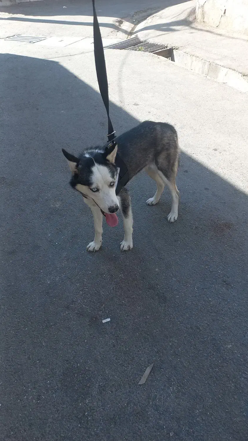 سگ پیدا شده|سگ|شیراز, شهرک بهار|دیوار