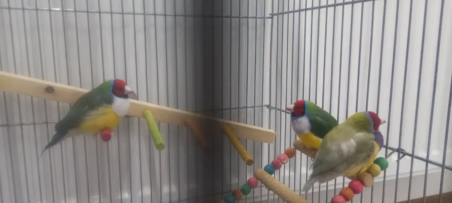 فنچ گلدین|پرنده|اصفهان, شهرک میلاد|دیوار