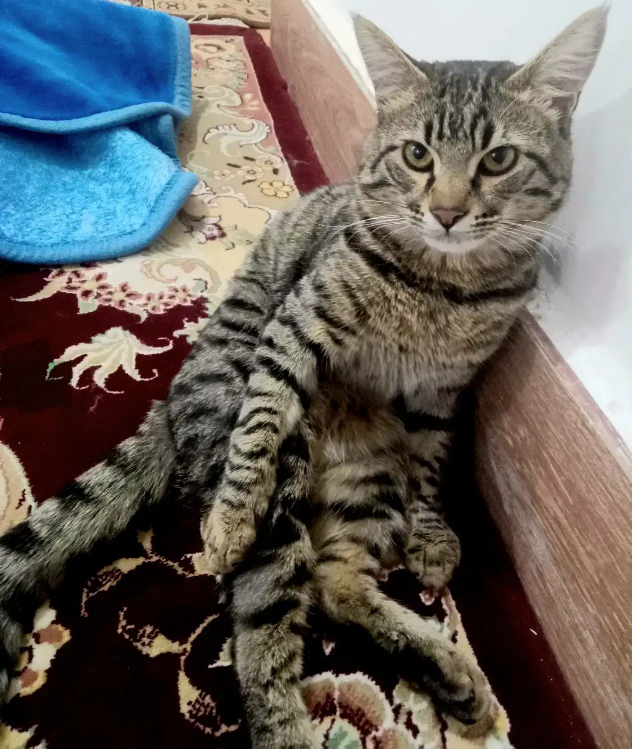 کشاوزاگمشده|حیوانات|خواف, |دیوار