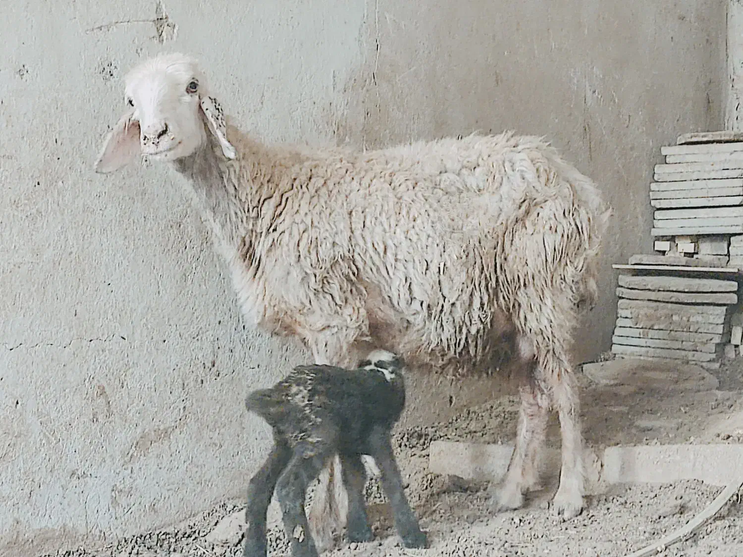 میش،ترکی با بره ماده جوان هیکلی شکم دوم|حیوانات مزرعه|وحدتیه, |دیوار