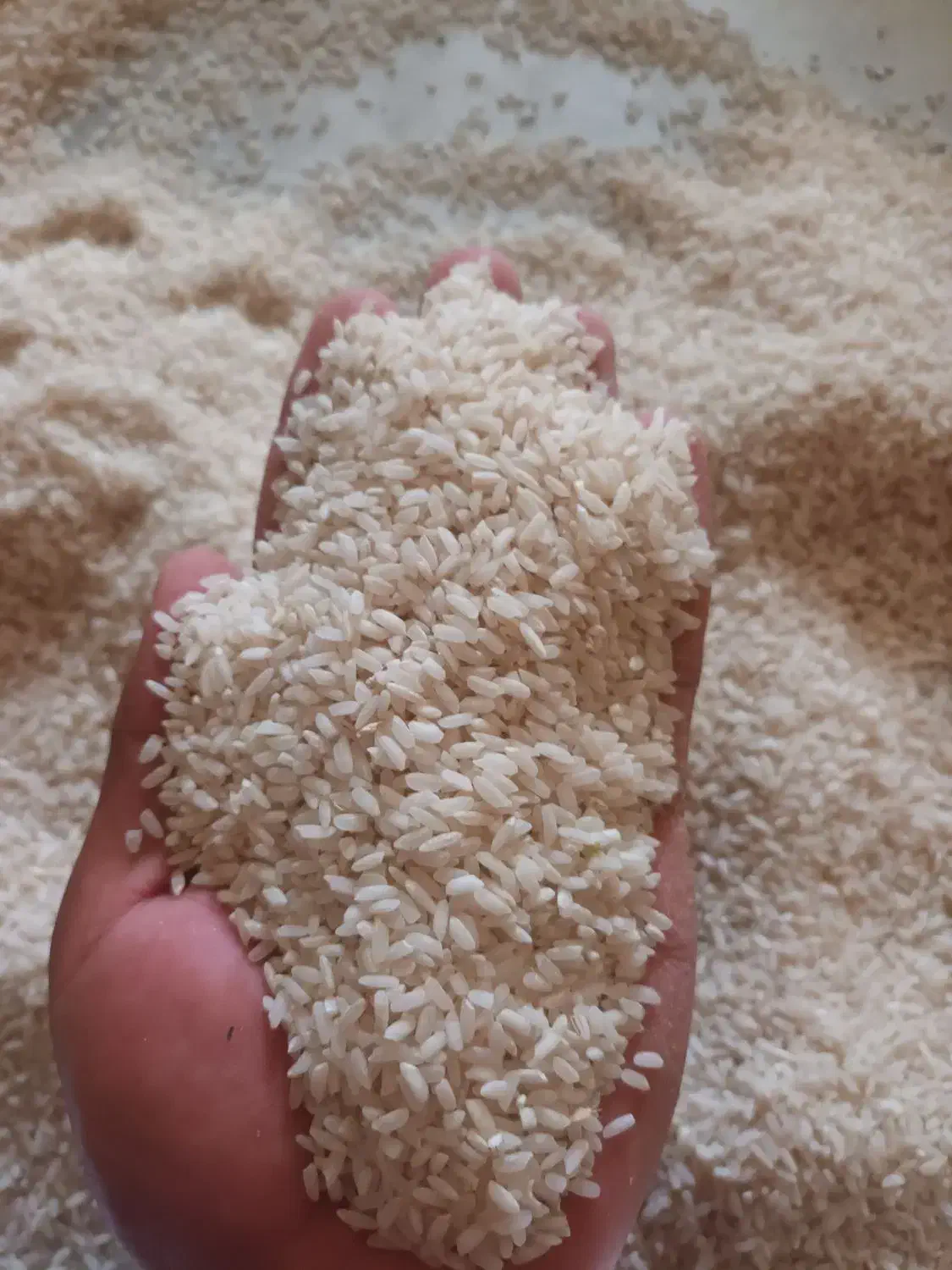 برنج سوسن|خوردنی و آشامیدنی|ایذه, |دیوار