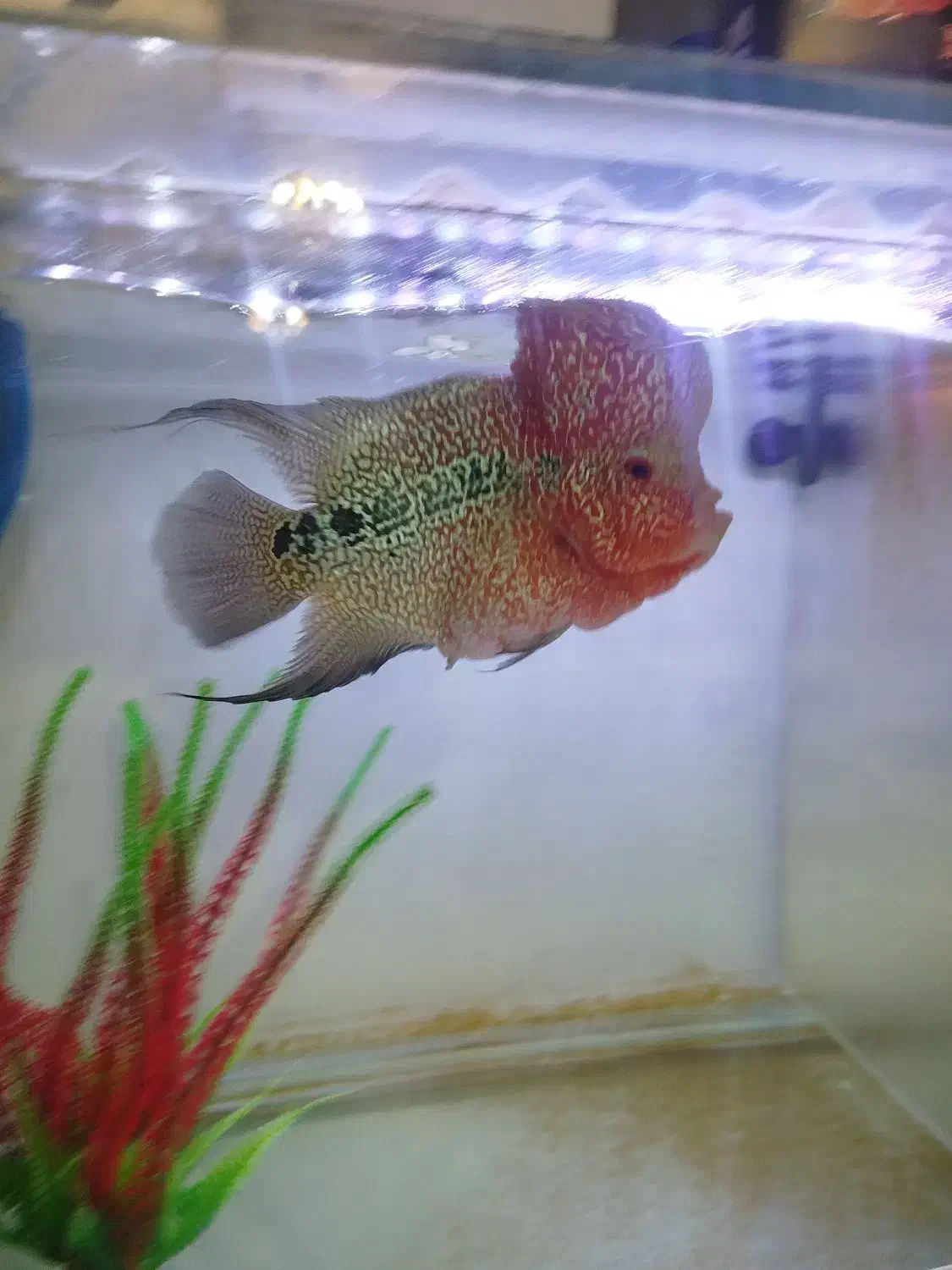 ماهی فلاور|ماهی|تبریز, |دیوار