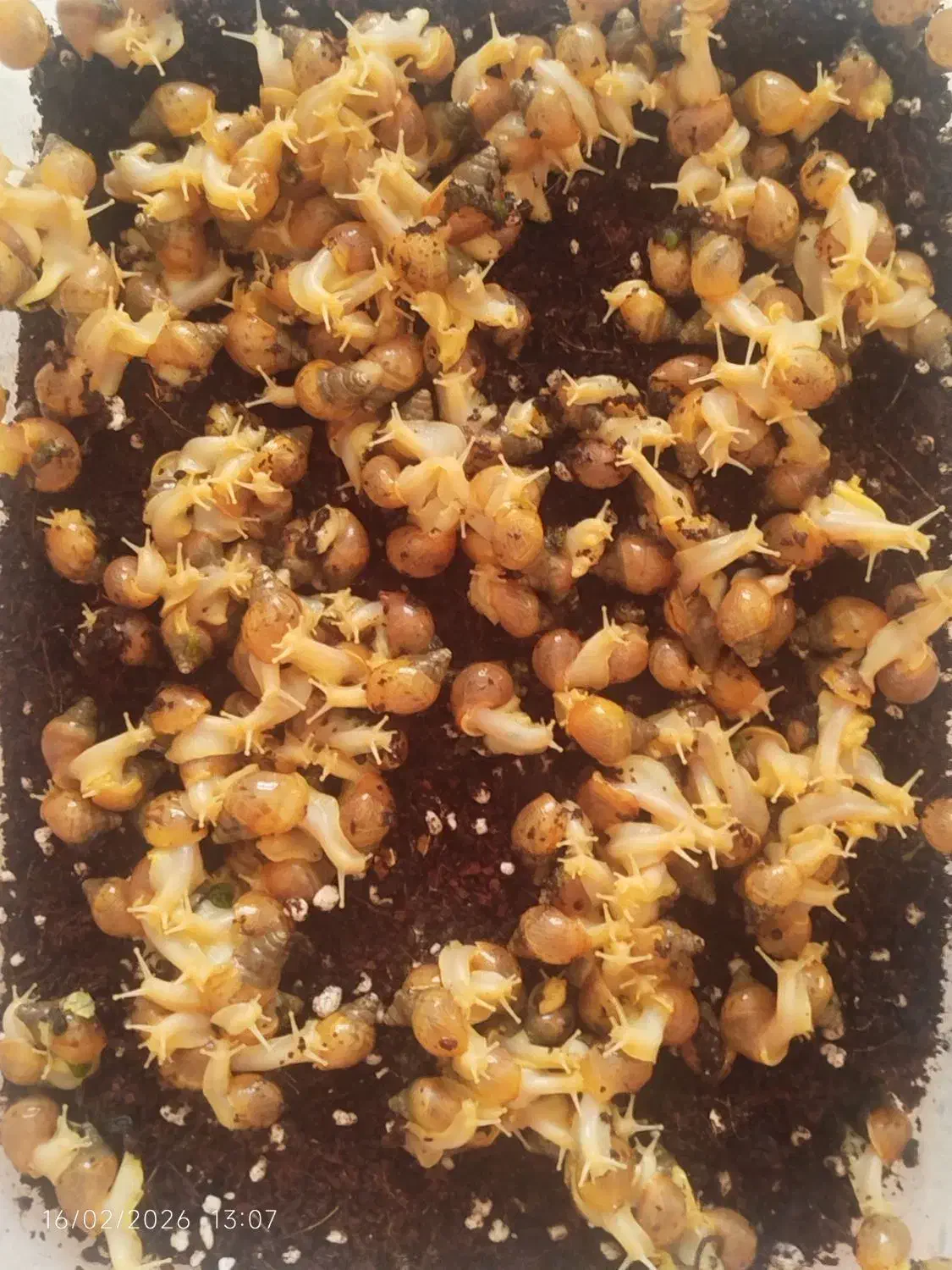 حلزون|خزنده|رباطکریم, رباطکریم|دیوار