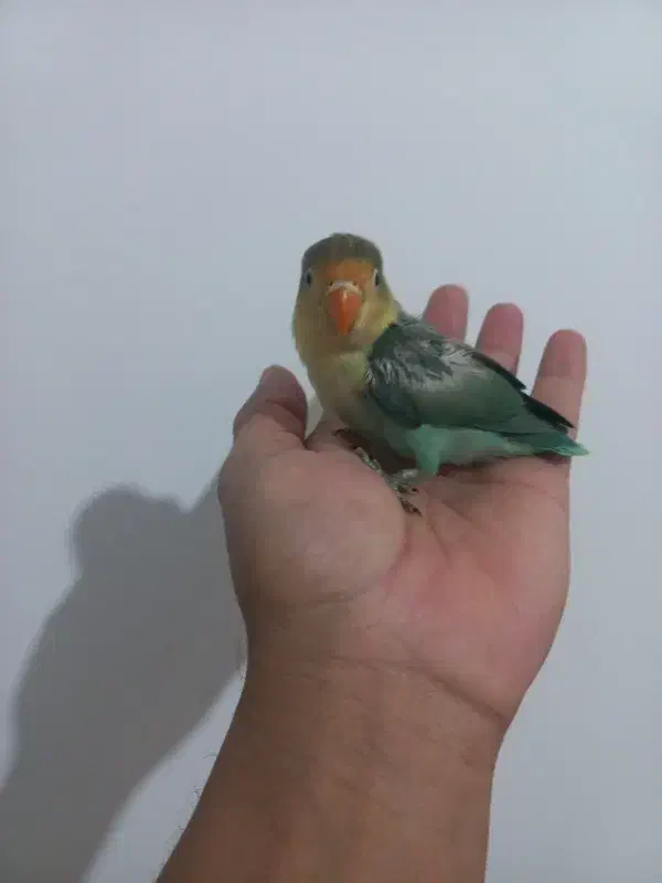 طوطی برزیلی|پرنده|مشهد, هنرور|دیوار