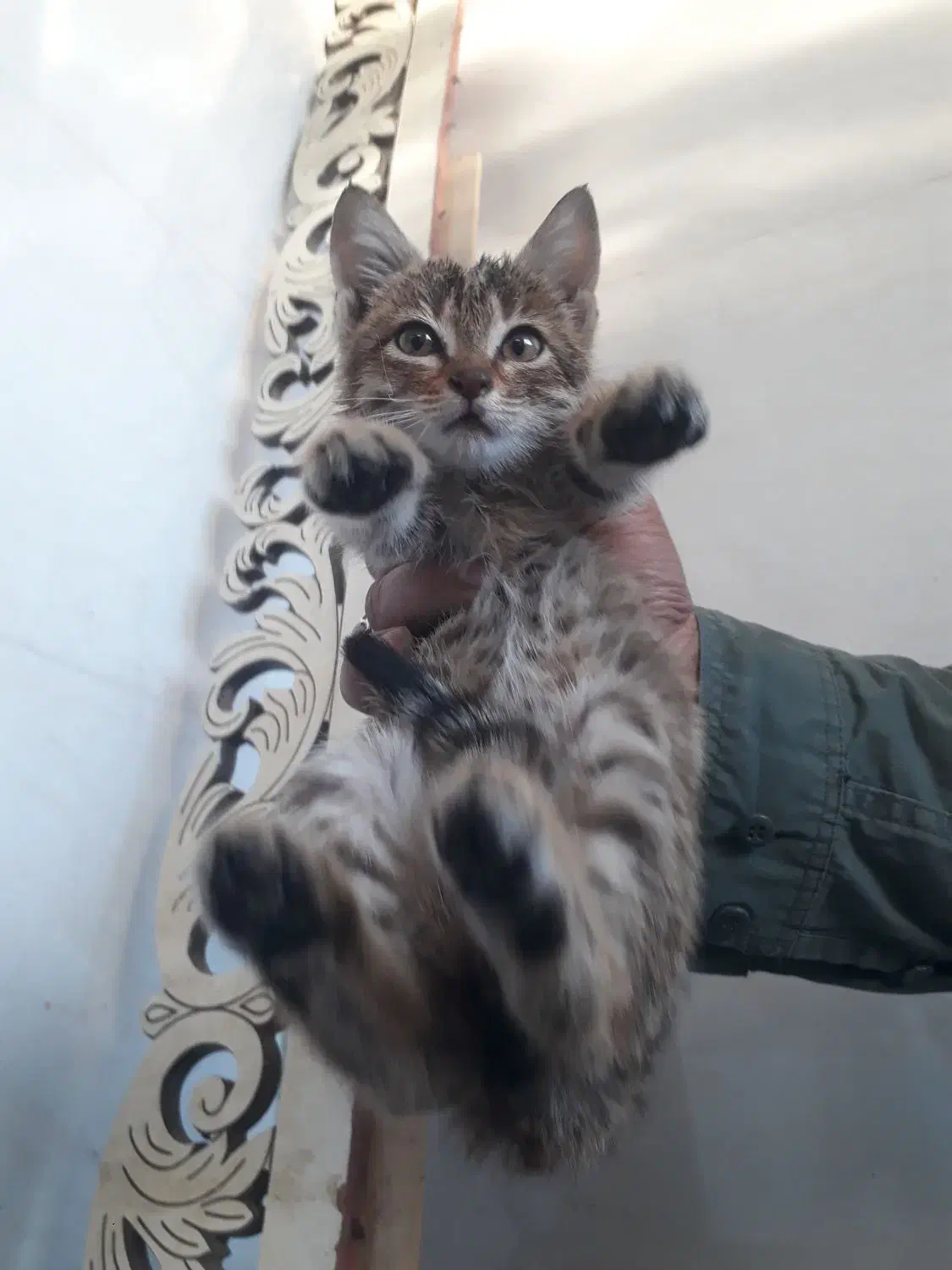 بچه گربه بازیگوش|گربه|همدان, |دیوار