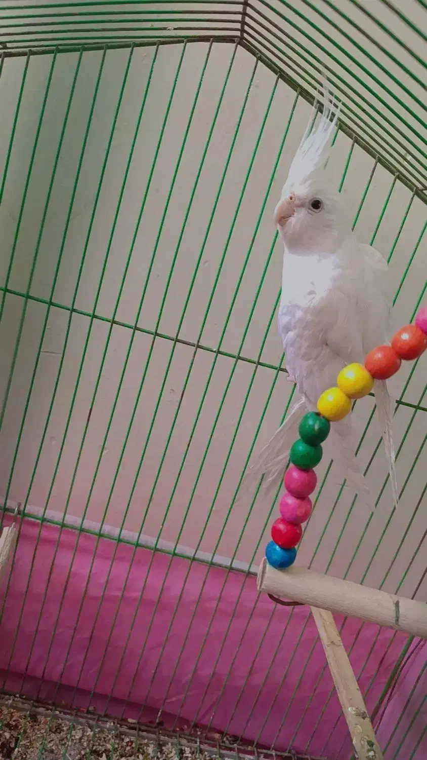 عروس هلندی البینو|پرنده|جیرفت, |دیوار