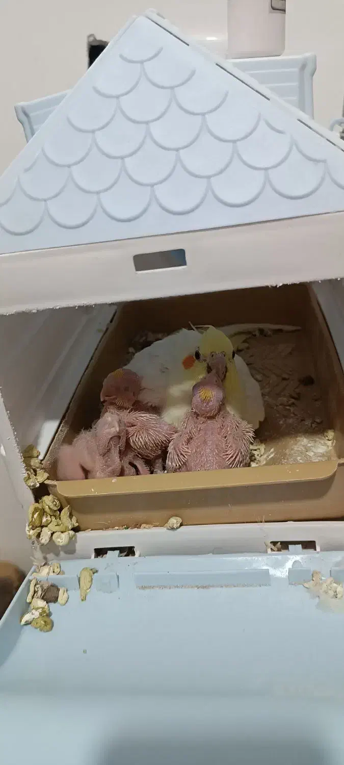 عروس به دو جوجه سر حال|پرنده|خوسف, |دیوار