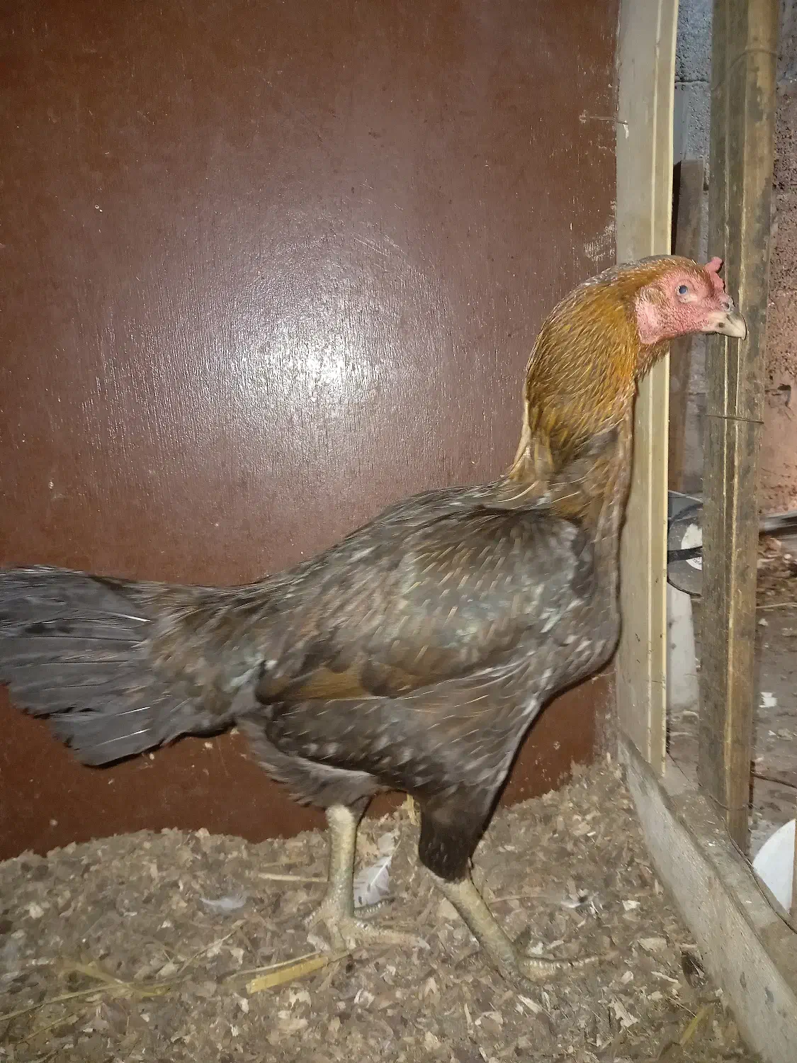 مرغ لاری افغان اصل|حیوانات مزرعه|نشتارود, |دیوار