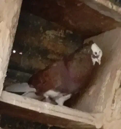 شازده|پرنده|حمیل, |دیوار