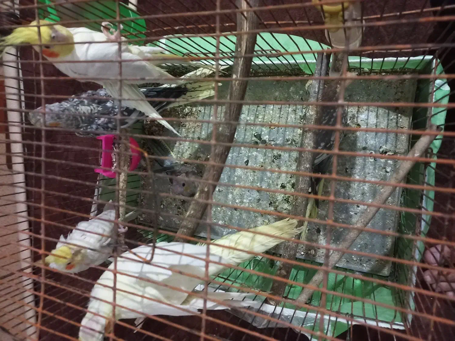 عروس هلندی|پرنده|اهرم, |دیوار