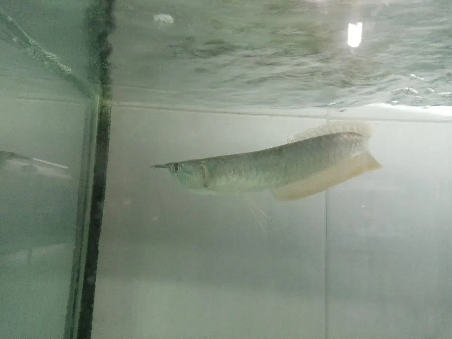 آروانا سیلور|ماهی|ارومیه, |دیوار