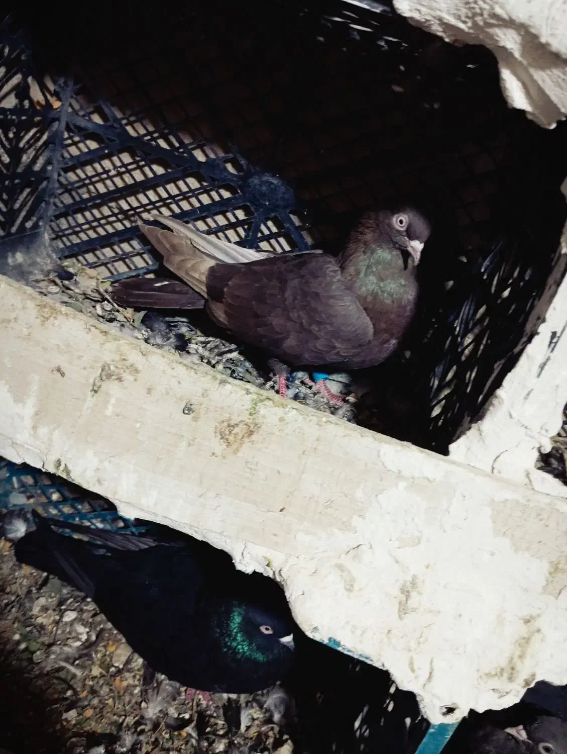 کبوتر سیاه|پرنده|ملکان, |دیوار